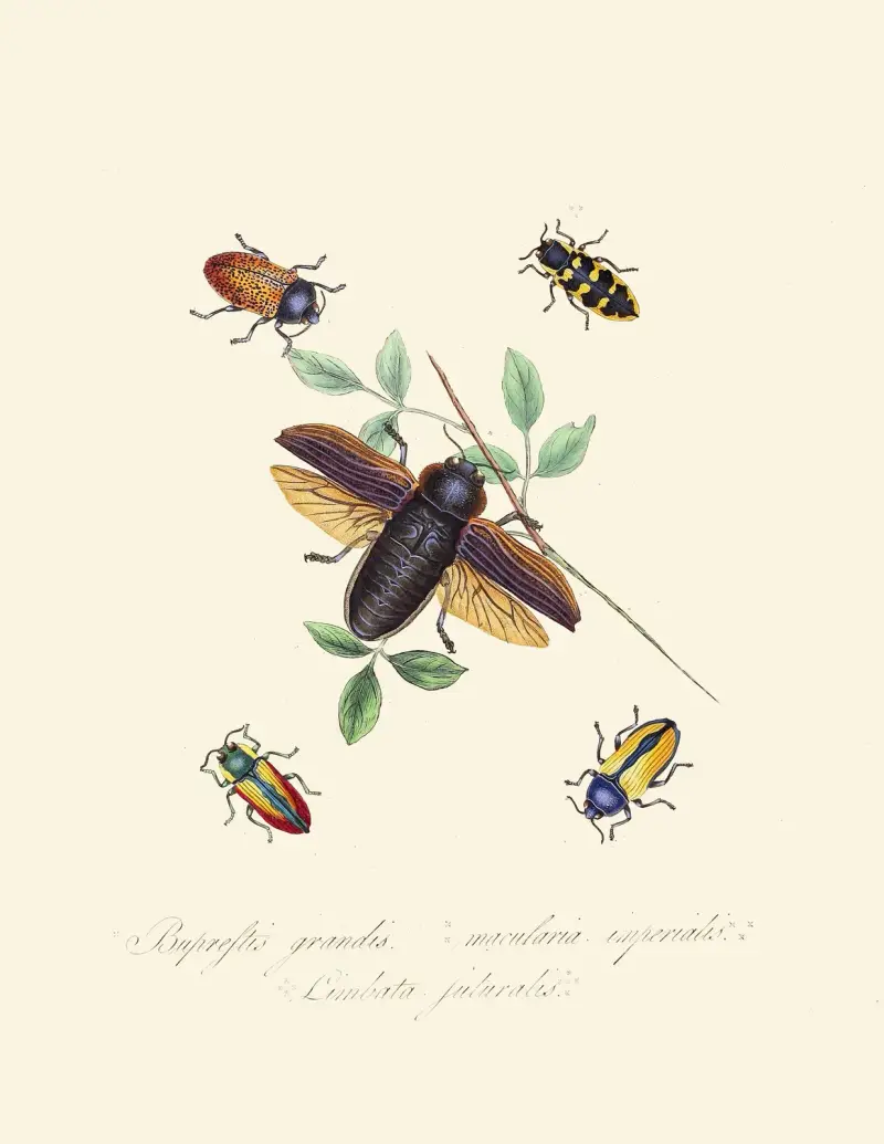 Abriss der Naturgeschichte der Insekten von Neuholland und Neuseeland, Tafel 07 von Edward Donovan