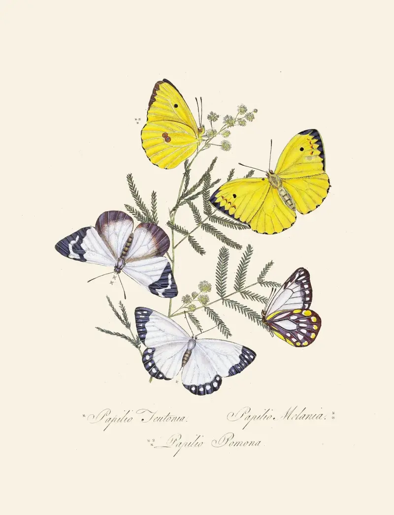 Ein Auszug aus der Naturgeschichte der Insekten von Neuholland, Neuseeland, Taf. 16 von Edward Donovan