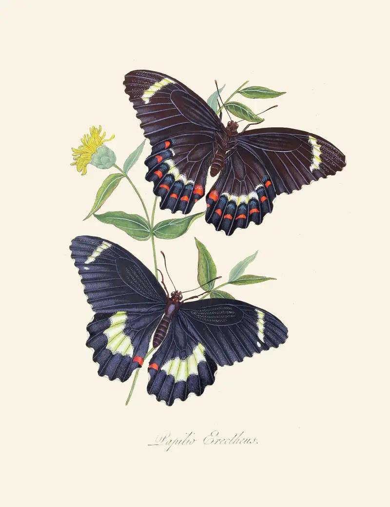 Abriss der Naturgeschichte der Insekten von Neuholland, Neuseeland Taf. 14 von Edward Donovan