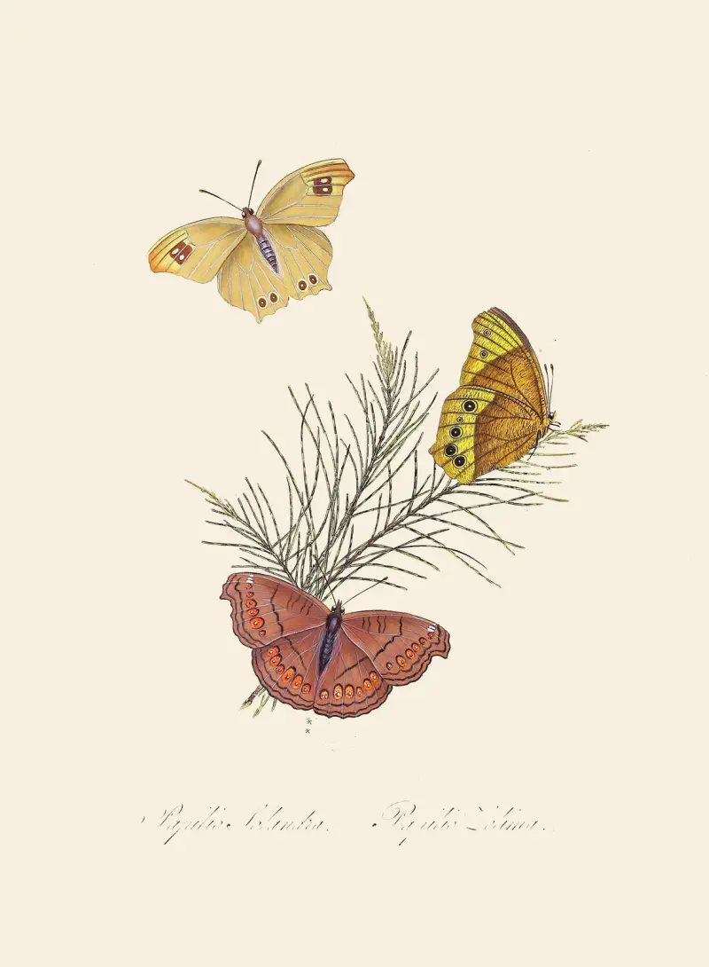 Ein Abriss der Naturgeschichte der Insekten von Neuholland und Neuseeland, Taf. 22 von Edward Donovan