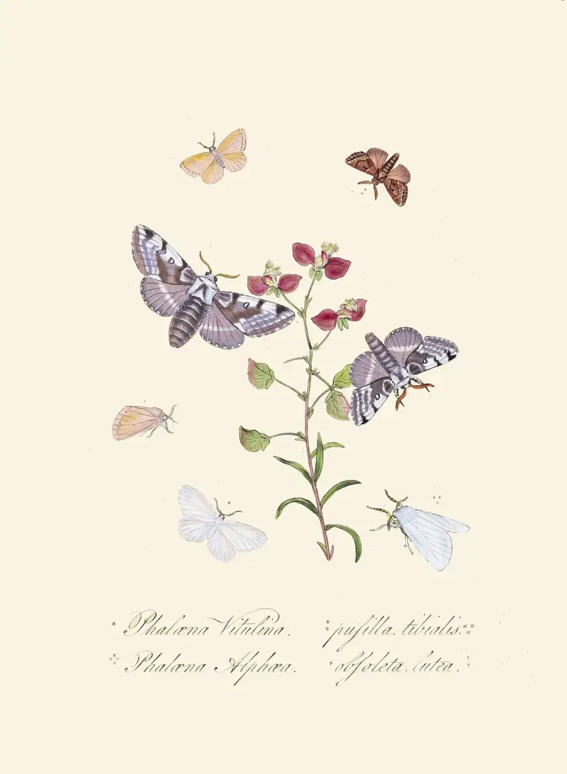 Ein Abriss der Naturgeschichte der Insekten von Neuholland, Neuseeland Taf. 34 von Edward Donovan