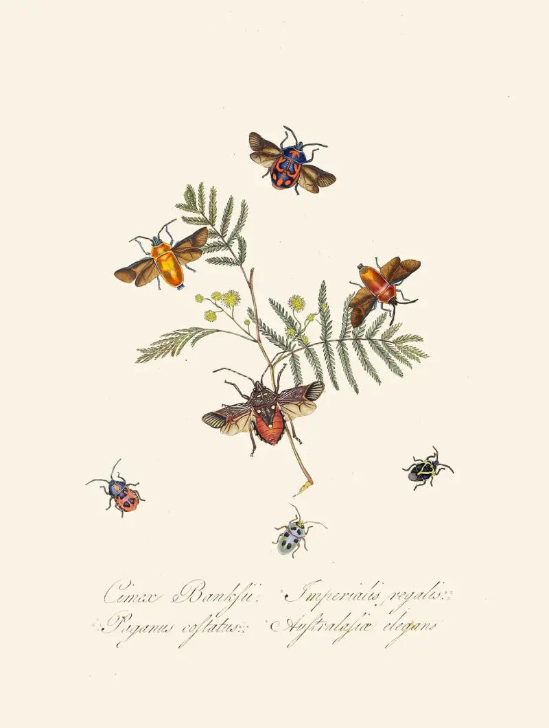 Ein Abriss der Naturgeschichte der Insekten von Neuholland, Neuseeland Taf. 10 von Edward Donovan