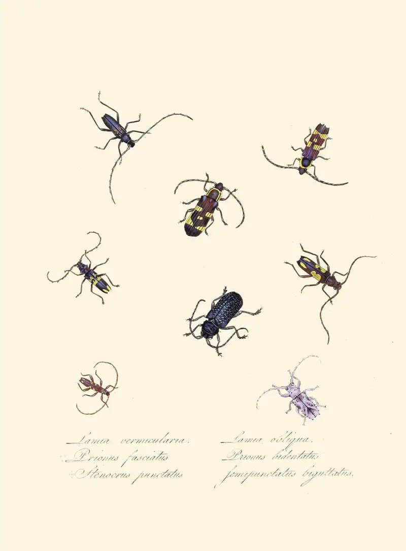 Ein Abriss der Naturgeschichte der Insekten von Neuholland und Neuseeland, Tafel 05 von Edward Donovan