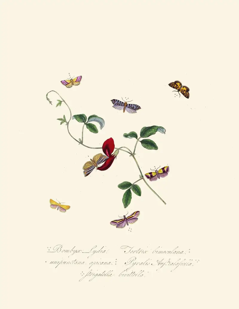 Zarys historii naturalnej owadów Nowej Holandii, Nowej Zelandii, tabl. 39, Edward Donovan