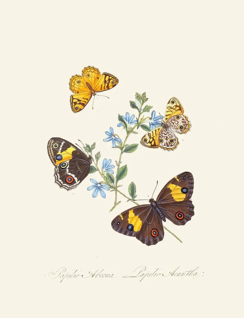 Zarys historii naturalnej owadów Nowej Holandii, Nowej Zelandii, pl. 21, Edward Donovan