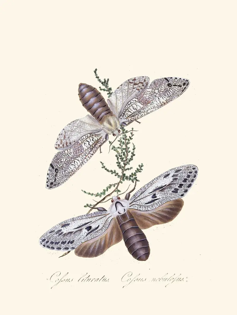 Ein Abriss der Naturgeschichte der Insekten von Neuholland, Neuseeland Taf. 36 von Edward Donovan