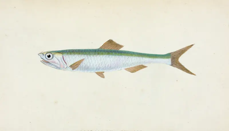 Anchovy, Clupea encrasicolus av Edward Donovan