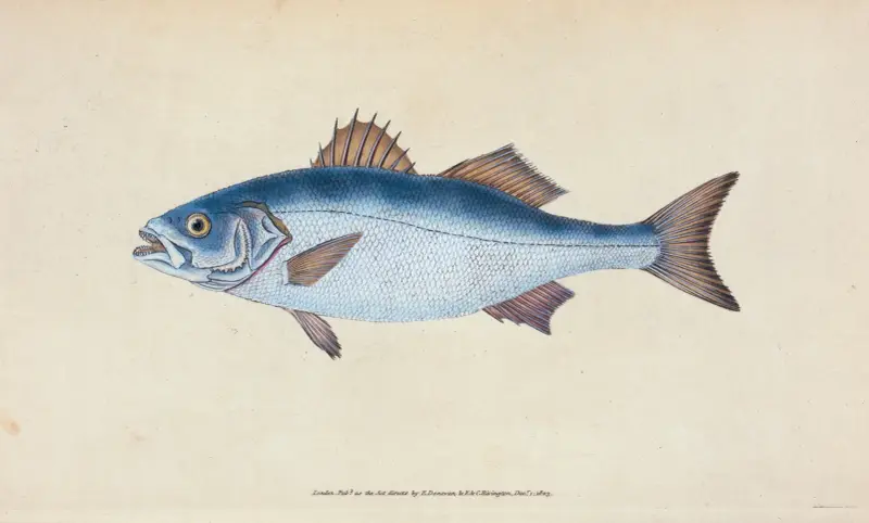 Okoun mořský, Perca labrax, Edward Donovan