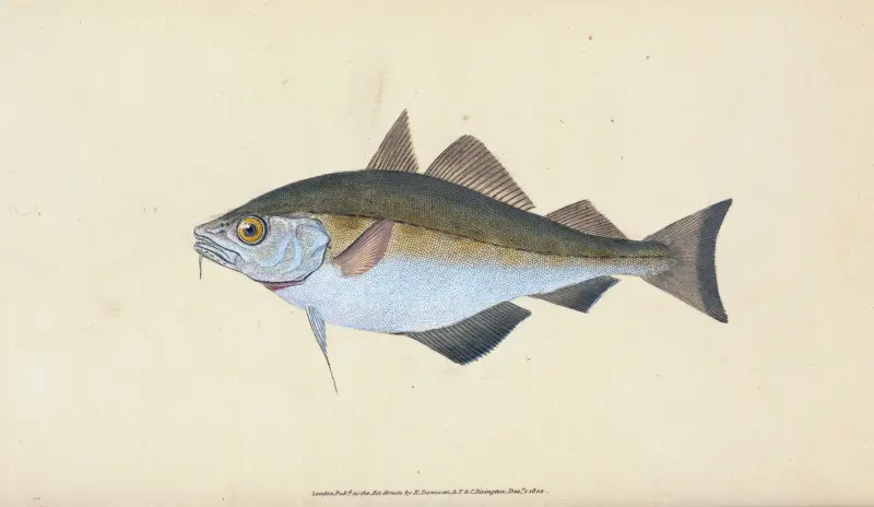 Bib, Gadus Luscus, Edward Donovan