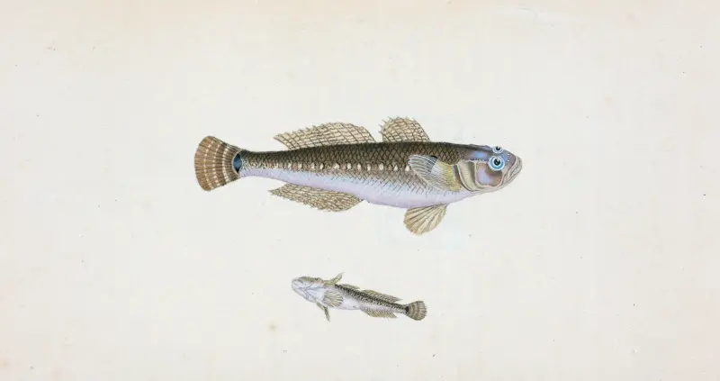 Svart smörbult, Gobius Niger av Edward Donovan