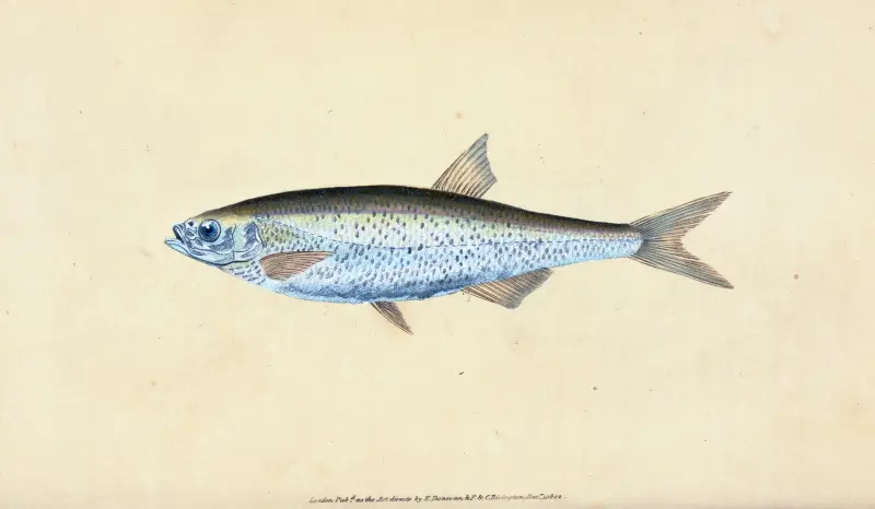 Bleak, Cyprinus Alburnus, Edward Donovan