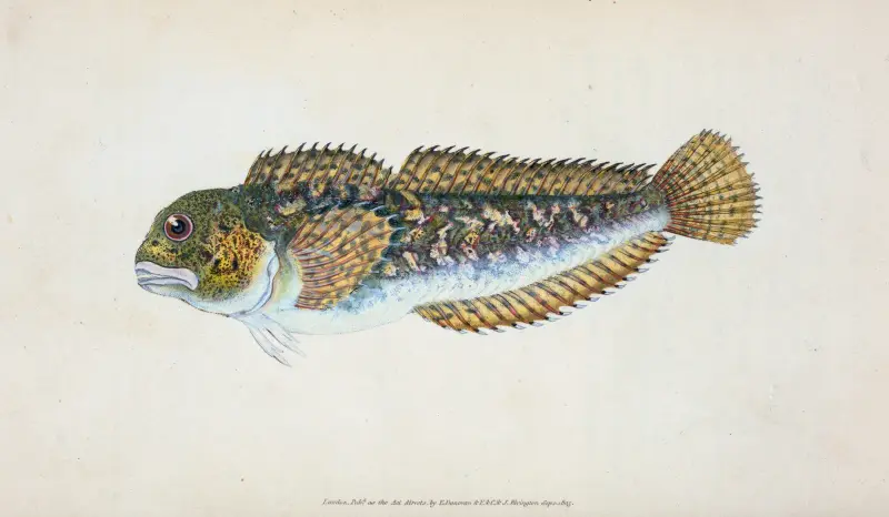 Schleimfisch, glatter, Blennius Pholis von Edward Donovan