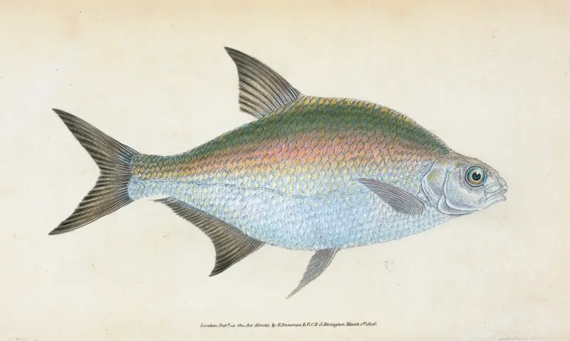 Bream, Cyprinus Brama av Edward Donovan