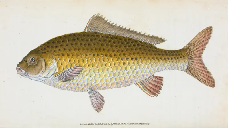 Karpfen, Cyprinus Carpio von Edward Donovan