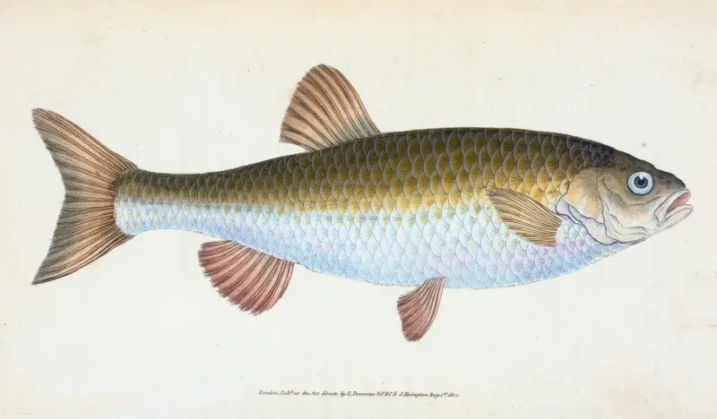 Chub, Cyprinus Jeses, Edward Donovan