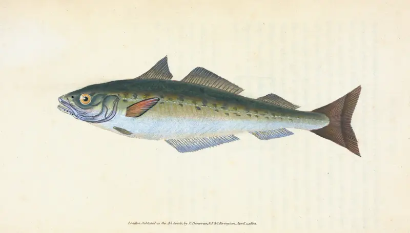 Coal Fish, Gadus Carbonarius av Edward Donovan