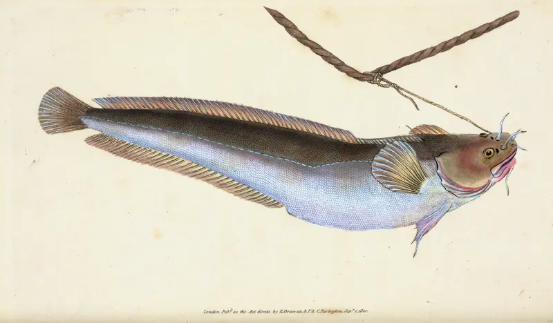 Pětivousý treskovitý, Gadus Mustella, Edward Donovan