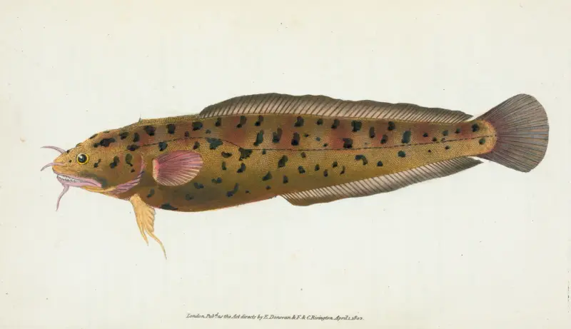 Dorsz, trzysięczny, Gadus Tricirratus, Edward Donovan