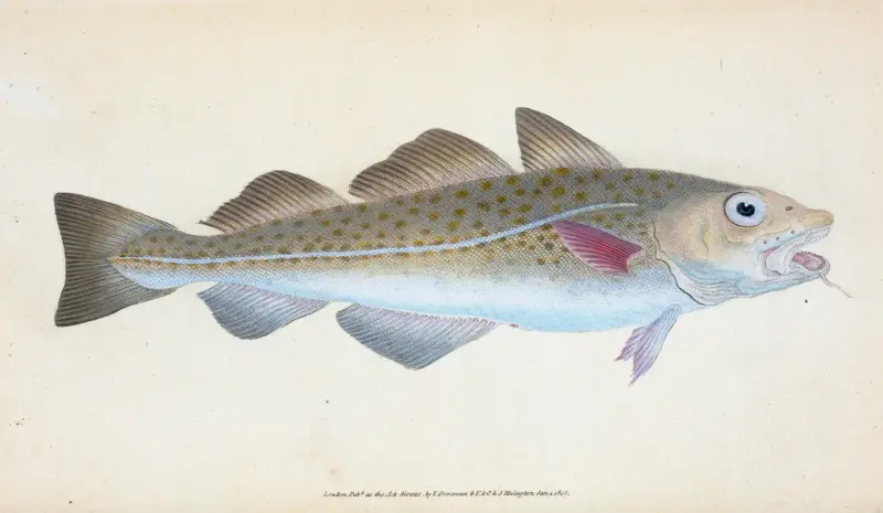 Kabeljau, Gadus morhua von Edward Donovan