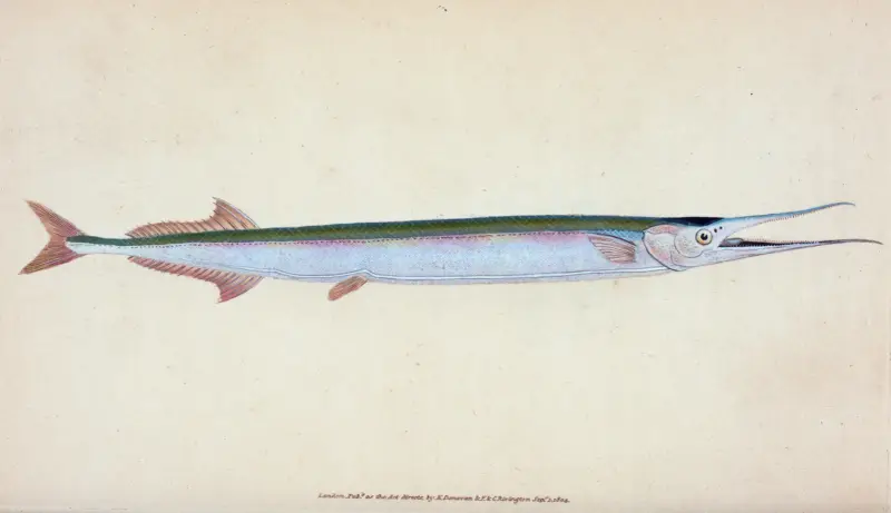 Belona, Esox belone, Edward Donovan