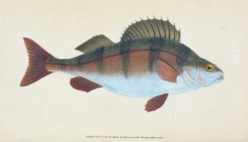 Okoun říční, Perca fluviatilis, Edward Donovan