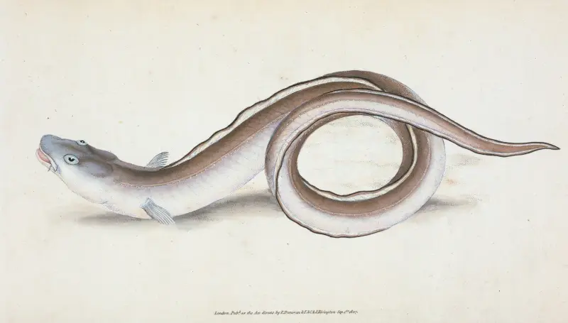 Conger Eel, Muræna Conger av Edward Donovan
