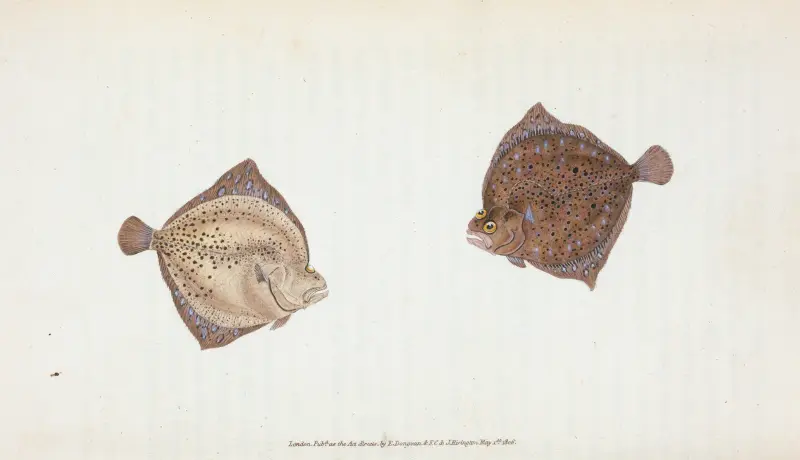 Cyclops Flounder, Pleuronectes Cyclops av Edward Donovan