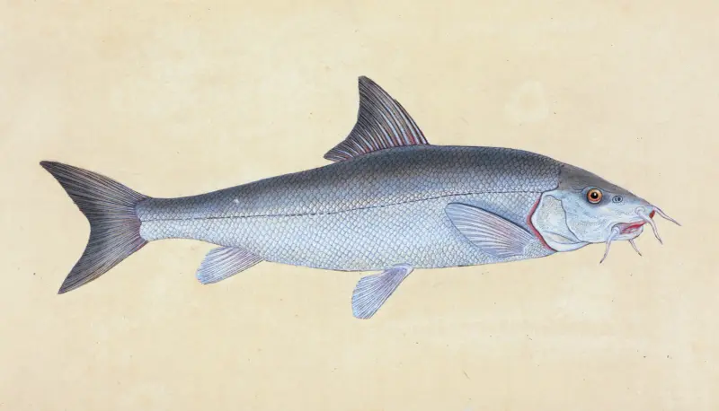 Cyprinus Barbus, Barbel av Edward Donovan