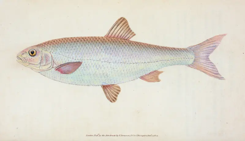Dace, Cyprinus Leuciscus von Edward Donovan