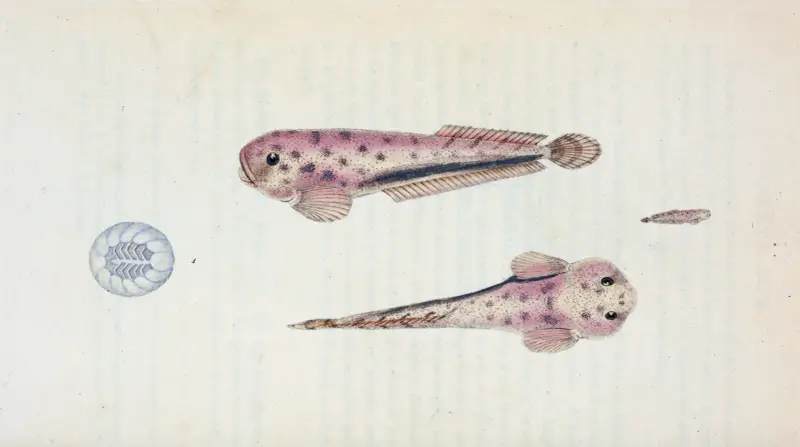Diminutive Sucker, Cyclopterus Montagui av Edward Donovan