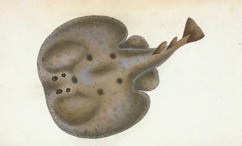 Elektrische Roche, Raja Torpedo von Edward Donovan