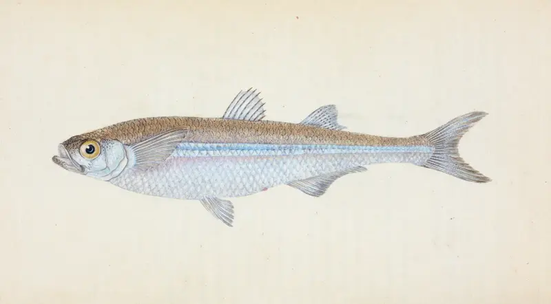 Europeisk atherina (Atherina hepsetus) av Edward Donovan