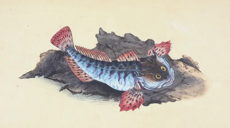 Father Lasher, or Sea Scorpion, Cottus Scorpius av Edward Donovan
