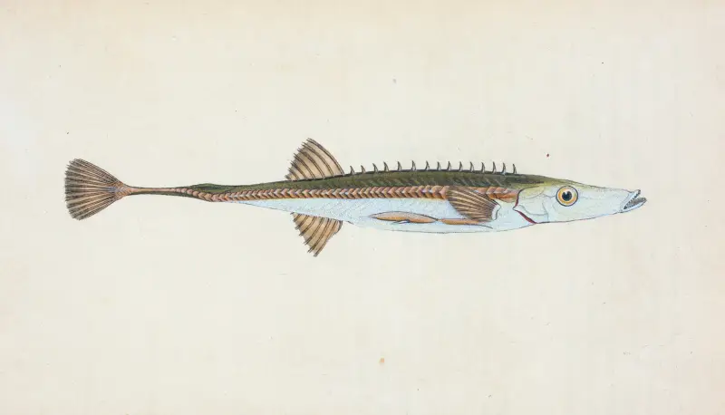Fifteen-spined Stickleback, Gasterosteus spinachia av Edward Donovan