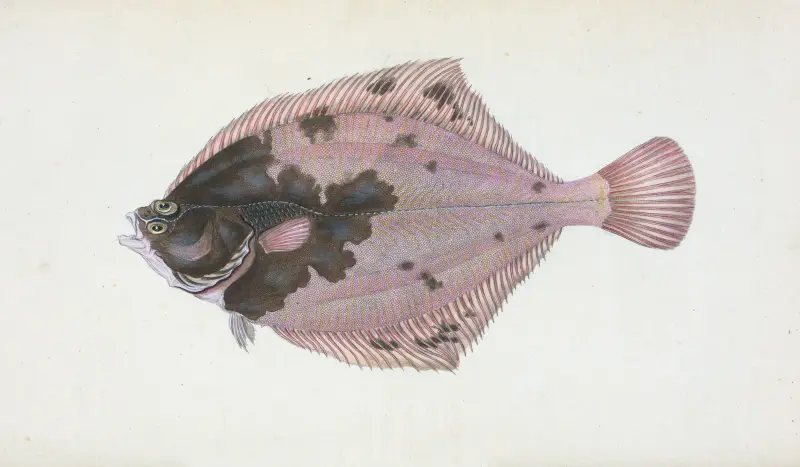 Flundra, Pleuronectes Flessus av Edward Donovan