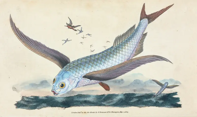 Fliegender Fisch, Exocoetus Volitans von Edward Donovan