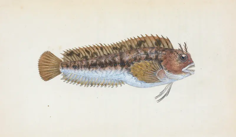 Taggig blenny (Gattorugine Blenny, Blennius Gattorugine) av Edward Donovan