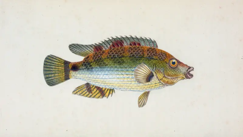 Goldfinny, Labrus Cornubiensis av Edward Donovan