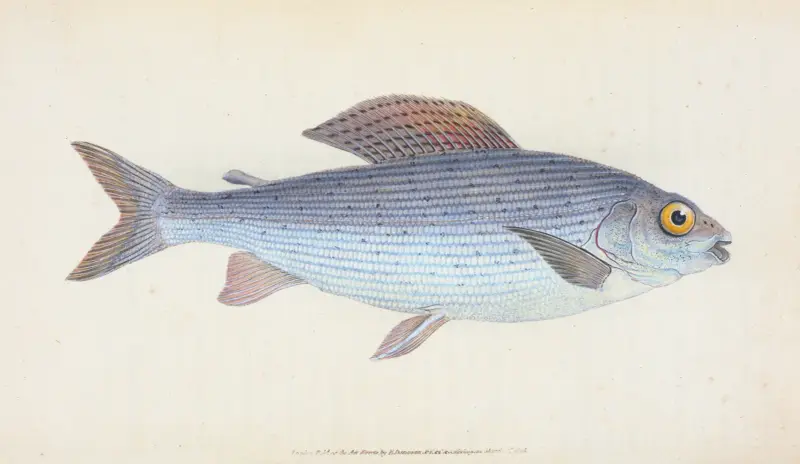 Lipan, Salmo Thymallus, Edward Donovan