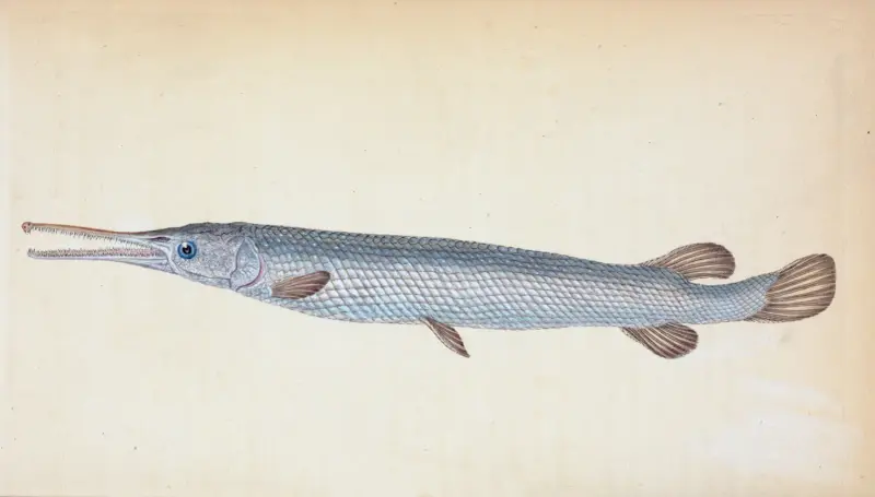 Great, or Bony Gar-fish, Esox Osseus av Edward Donovan