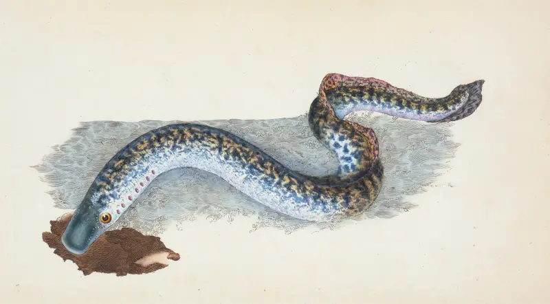 Havsnejonöga (Petromyzon marinus) av Edward Donovan