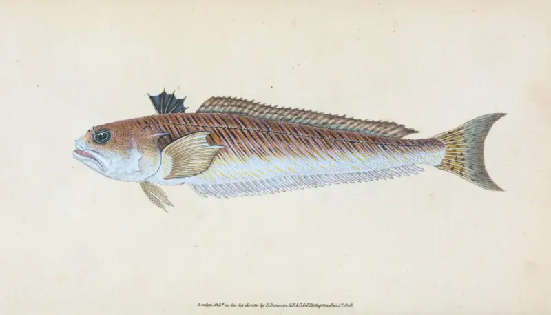 Stor fjärsing, Trachius Major av Edward Donovan
