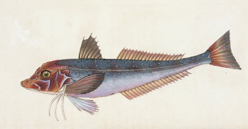 Grå knorrhane, Trigla gurnardus av Edward Donovan