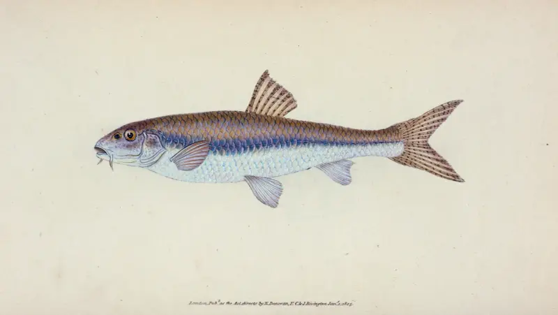 Gudgeon, Cyprinus Gobio av Edward Donovan