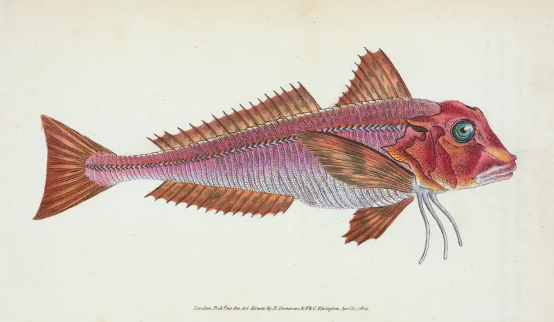 Gurnard, streaked, Tirgla Lineatus av Edward Donovan