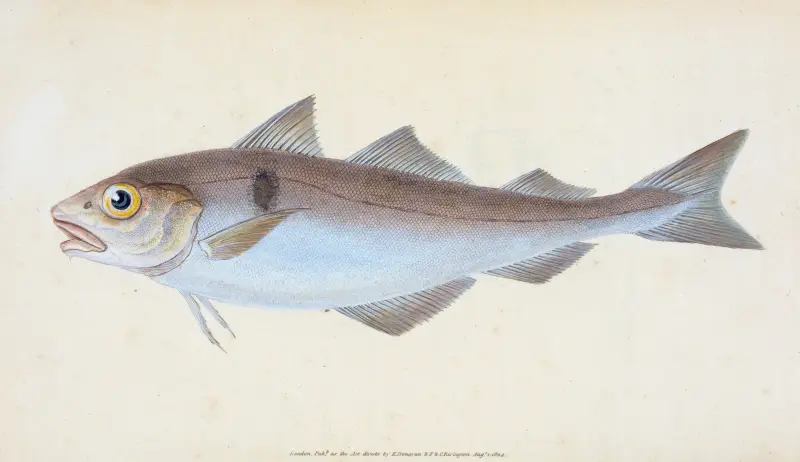 Haddock, Gadus Æglefinus von Edward Donovan