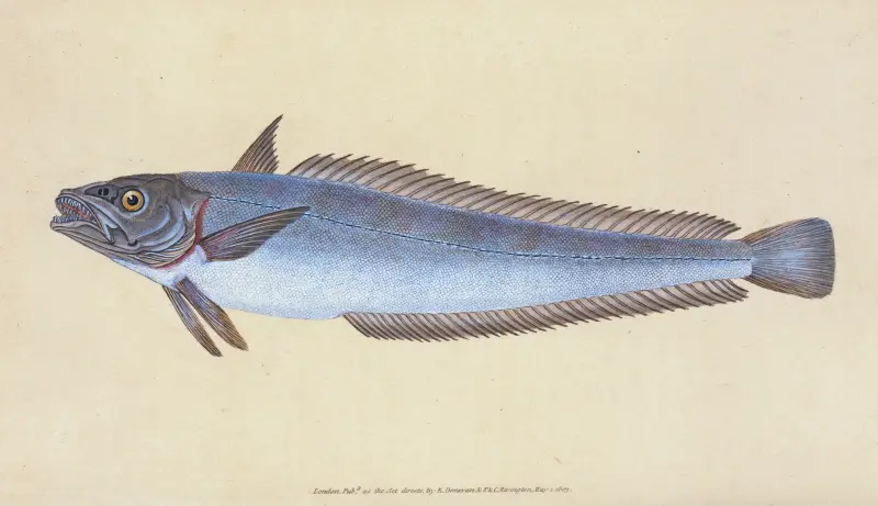 Štikozubec, Gadus Merluccius, Edward Donovan