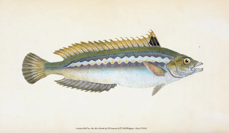 Indented-striped Wrasse, Labrus Julis av Edward Donovan