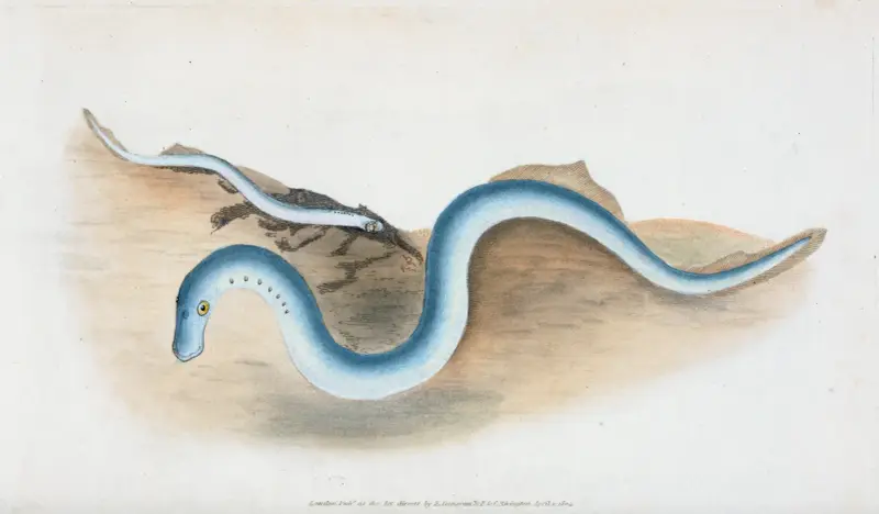 Lesser Lamprey, Petromyzon fluvialitis av Edward Donovan