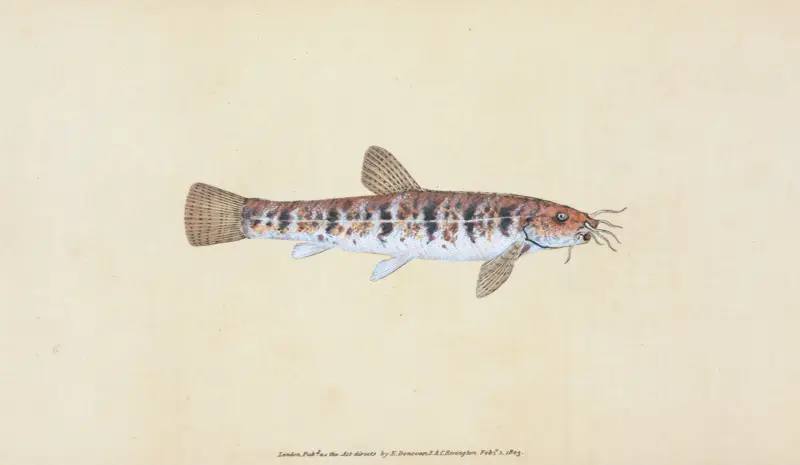 Loche, Cobitis Barbatula von Edward Donovan